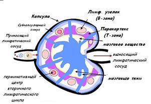 органы кроветворения и иммуногенеза - student2.ru