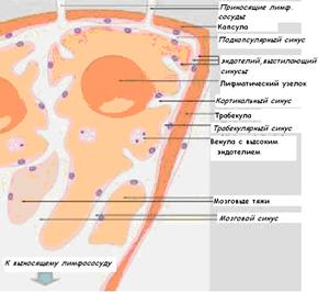 органы кроветворения и иммуногенеза - student2.ru