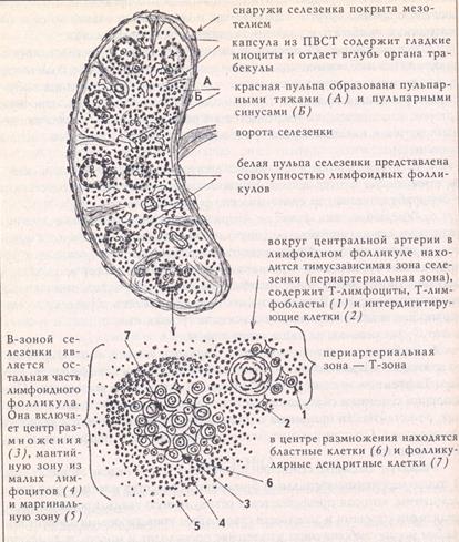 органы кроветворения и иммуногенеза - student2.ru