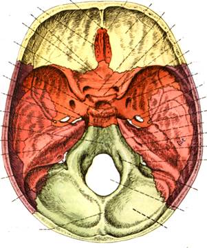 Основание черепа - student2.ru