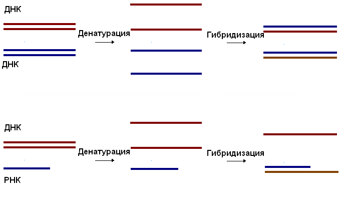 Основные физические св-ва ДНК - student2.ru