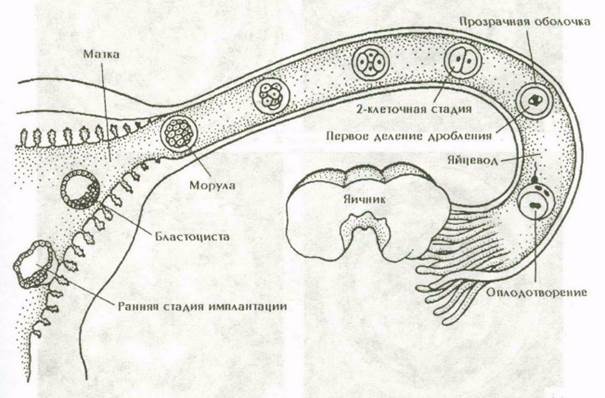 Основные клеточные процессы в онтогенезе. Взаимодействие частей развивающегося зародыша - student2.ru