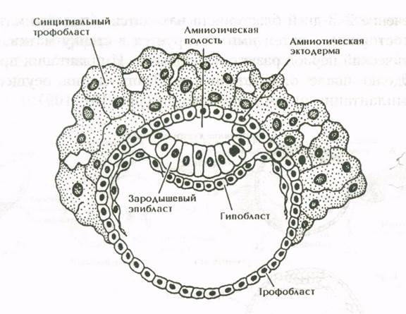 Основные клеточные процессы в онтогенезе. Взаимодействие частей развивающегося зародыша - student2.ru