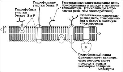 Основные клеточные структуры и их функции - student2.ru