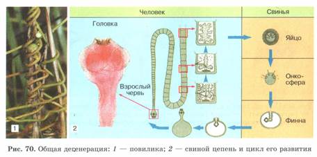Основные пути и направления эволюции - student2.ru