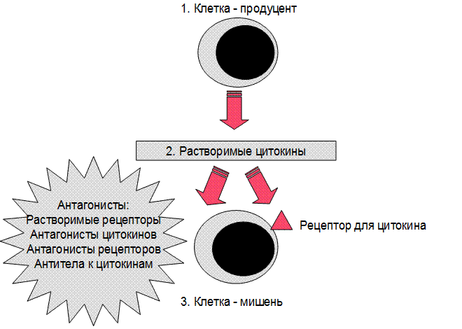 Основные тимические гормоны. - student2.ru