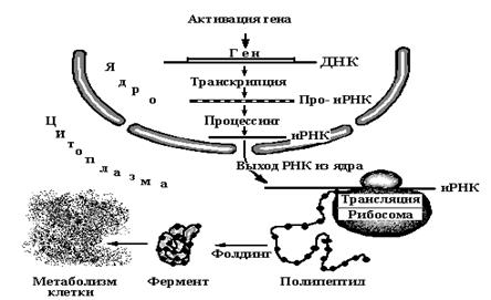 Основные этапы транскрипционно-трансляционного потока информации у эукариот - student2.ru