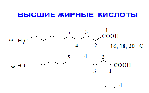 Особенности и механизм синтеза высших жирных кислот - student2.ru