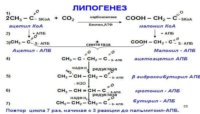 Особенности и механизм синтеза высших жирных кислот - student2.ru
