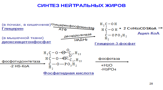 Особенности и механизм синтеза высших жирных кислот - student2.ru