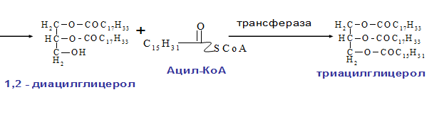 Особенности и механизм синтеза высших жирных кислот - student2.ru