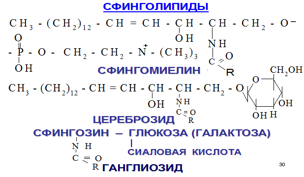 Особенности и механизм синтеза высших жирных кислот - student2.ru