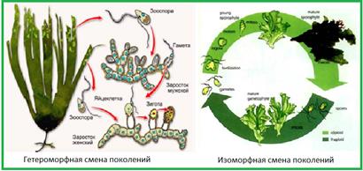 Особенности клеток водорослей - student2.ru