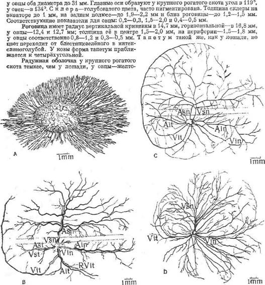 особенности органов зрения у рогатого скота - student2.ru