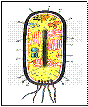 Особенности строения бактериальной (прокариотной) клетки. - student2.ru
