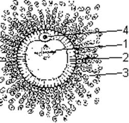 Особенности строения яйцеклеток. - student2.ru