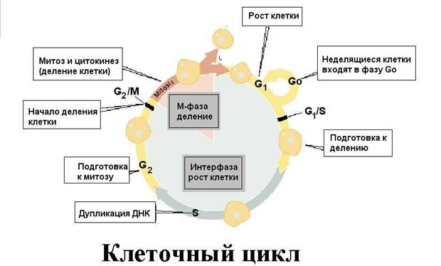 Особенности строения эукариотических и прокариотических клеток. Сравнительные данные - student2.ru