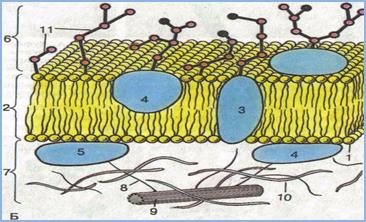 Особенности структурной организации наружной клеточной мембраны (плазмолеммы) - student2.ru