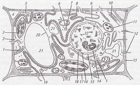 особливості будови клітин живих організмів - student2.ru
