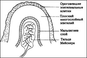 Осязание. В соответствии с функцией, выделяют следующие группы осязательных рецепторов: терморецепторы, ме­ханорецепторы и ноцирецепторы. Первые воспринимают измене­ния - student2.ru