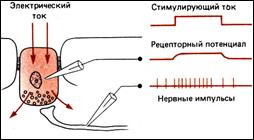 Осязание. В соответствии с функцией, выделяют следующие группы осязательных рецепторов: терморецепторы, ме­ханорецепторы и ноцирецепторы. Первые воспринимают измене­ния - student2.ru