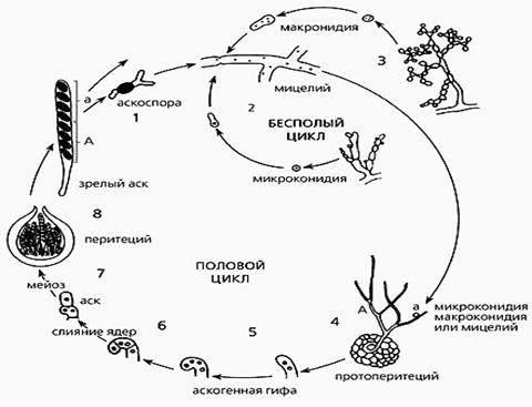 отдел аскомикота (ascomycota), или сумчатые грибы - student2.ru