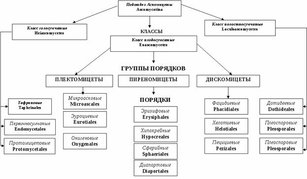 отдел аскомикота (ascomycota), или сумчатые грибы - student2.ru