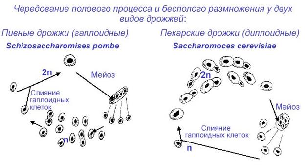 отдел аскомикота (ascomycota), или сумчатые грибы - student2.ru