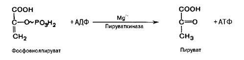 Отдельные реакции гликолиза, их термодинамические характеристики. Образование 2,3-дифосфоглицерата в шунте Рапопорта-Люберинга - student2.ru