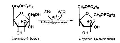 Отдельные реакции гликолиза, их термодинамические характеристики. Образование 2,3-дифосфоглицерата в шунте Рапопорта-Люберинга - student2.ru
