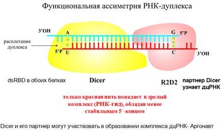 Откуда название «аргонавт»? - student2.ru