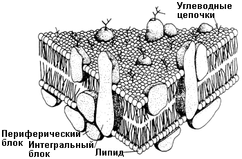 Отличие живого вещества от неживого - student2.ru