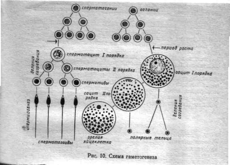 Отличия половых клеток от соматических - student2.ru