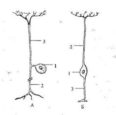 Отростки нейрона - student2.ru
