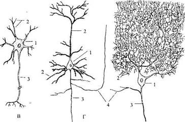 Отростки нейрона - student2.ru