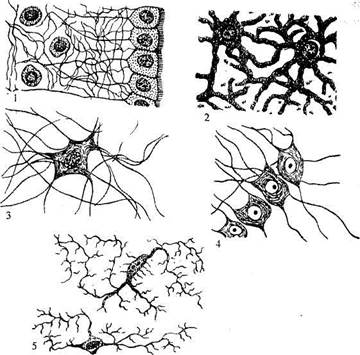 Отростки нейрона - student2.ru
