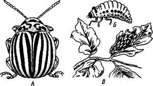 Отряд 7. Равнокрылые (Homoptera). - student2.ru