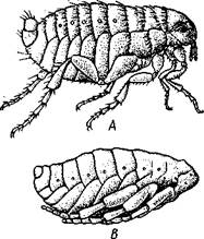 Отряд 7. Равнокрылые (Homoptera). - student2.ru