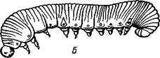 Отряд 7. Равнокрылые (Homoptera). - student2.ru