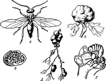 Отряд 7. Равнокрылые (Homoptera). - student2.ru