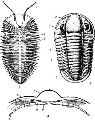 Отряд 7. Равнокрылые (Homoptera). - student2.ru