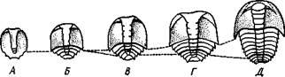 Отряд 7. Равнокрылые (Homoptera). - student2.ru