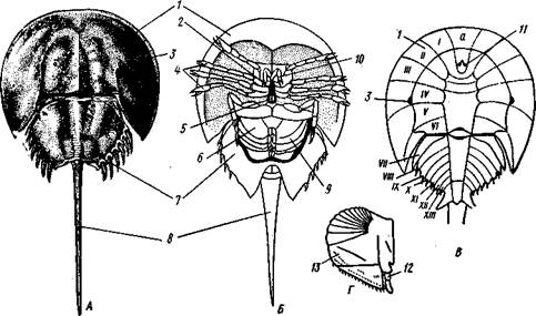 Отряд 7. Равнокрылые (Homoptera). - student2.ru