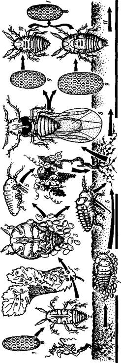 Отряд 7. Равнокрылые (Homoptera). - student2.ru