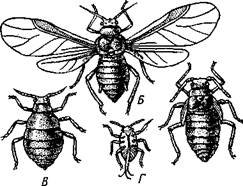 Отряд 7. Равнокрылые (Homoptera). - student2.ru