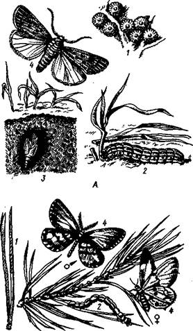 Отряд 7. Равнокрылые (Homoptera). - student2.ru