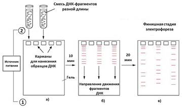 Ответ. Возможные гипотезы. - student2.ru