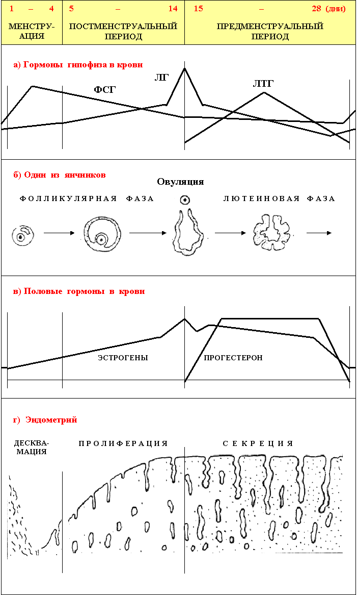 Овариально-менструальный цикл - student2.ru