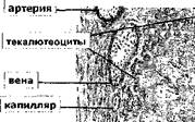 ОВУЛЯЦИЯ. Дистальный конец яйцевода засасывает вторичный ооцит с фолликулярными клетками в свою воронку, неся его в свою ампулу - student2.ru