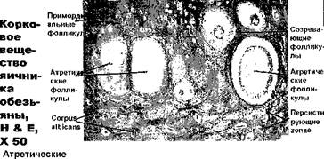 ОВУЛЯЦИЯ. Дистальный конец яйцевода засасывает вторичный ооцит с фолликулярными клетками в свою воронку, неся его в свою ампулу - student2.ru